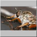 Neomochtherus pallipes - Striemen-Raubfliege 01b.jpg